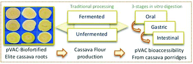 Graphical abstract: Pro-vitamin A carotenoids stability and bioaccessibility from elite selection of biofortified cassava roots (Manihot esculenta, Crantz) processed to traditional flours and porridges