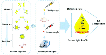 Graphical abstract: Lipid composition modulates the intestine digestion rate and serum lipid status of different edible oils: a combination of in vitro and in vivo studies