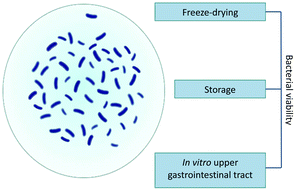 Graphical abstract: Viability of microencapsulated Akkermansia muciniphila and Lactobacillus plantarum during freeze-drying, storage and in vitro simulated upper gastrointestinal tract passage