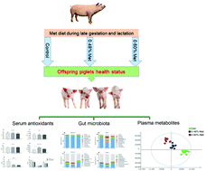 Graphical abstract: Effects of different methionine levels on offspring piglets during late gestation and lactation