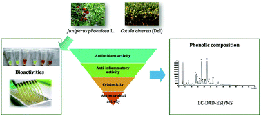 Graphical abstract: Phenolic profile and in vitro bioactive potential of Saharan Juniperus phoenicea L. and Cotula cinerea (Del) growing in Algeria