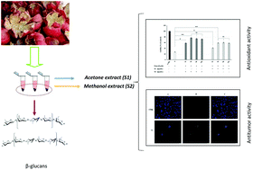 Graphical abstract: Finding solutions for agricultural wastes: antioxidant and antitumor properties of pomegranate Akko peel extracts and β-glucan recovery