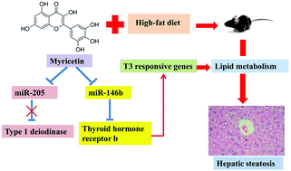 Graphical abstract: Myricetin alleviated hepatic steatosis by acting on microRNA-146b/thyroid hormone receptor b pathway in high-fat diet fed C57BL/6J mice