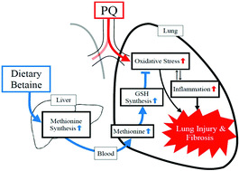 Graphical abstract: Alleviation of paraquat-induced oxidative lung injury by betaine via regulation of sulfur-containing amino acid metabolism despite the lack of betaine-homocysteine methyltransferase (BHMT) in the lung