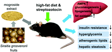 Graphical abstract: AMPK activation is involved in hypoglycemic and hypolipidemic activities of mogroside-rich extract from Siraitia grosvenorii (Swingle) fruits on high-fat diet/streptozotocin-induced diabetic mice