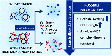Graphical abstract: The effect of gel structure on the in vitro digestibility of wheat starch-Mesona chinensis polysaccharide gels