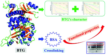 Graphical abstract: Characterization of transglutaminase from Bacillus subtilis and its cross-linking function with a bovine serum albumin model