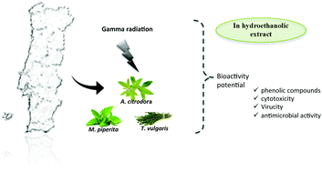Graphical abstract: Effects of gamma radiation on the bioactivity of medicinal and aromatic plants: Mentha × piperita L., Thymus vulgaris L. and Aloysia citrodora Paláu as case studies