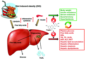 Graphical abstract: Activated TNF-α/RIPK3 signaling is involved in prolonged high fat diet-stimulated hepatic inflammation and lipid accumulation: inhibition by dietary fisetin intervention