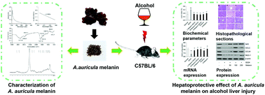 Graphical abstract: Characterization of natural melanin from Auricularia auricula and its hepatoprotective effect on acute alcohol liver injury in mice