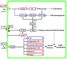 Graphical abstract: Hypoglycemic mechanisms of Ganoderma lucidum polysaccharides F31 in db/db mice via RNA-seq and iTRAQ