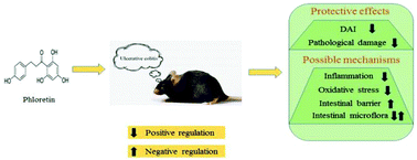 Graphical abstract: The protective role of phloretin against dextran sulfate sodium-induced ulcerative colitis in mice