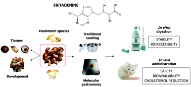 Graphical abstract: Effect of traditional and modern culinary processing, bioaccessibility, biosafety and bioavailability of eritadenine, a hypocholesterolemic compound from edible mushrooms