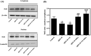 Graphical abstract: DHA and vitamin E antagonized the Aβ25–35-mediated neuron oxidative damage through activation of Nrf2 signaling pathways and regulation of CD36, SRB1 and FABP5 expression in PC12 cells