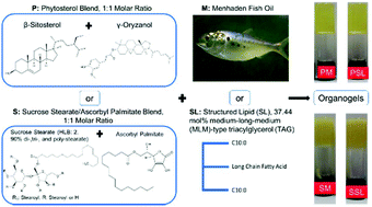 Graphical abstract: Physicochemical characterization of organogels prepared from menhaden oil or structured lipid with phytosterol blend or sucrose stearate/ascorbyl palmitate blend