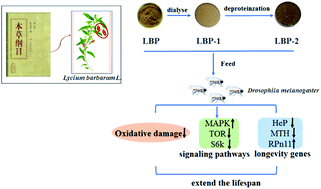 Graphical abstract: Lycium barbarum polysaccharides extend the mean lifespan of Drosophila melanogaster