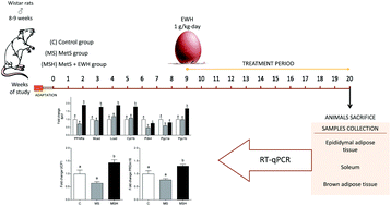 Graphical abstract: Expression enhancement in brown adipose tissue of genes related to thermogenesis and mitochondrial dynamics after administration of pepsin egg white hydrolysate