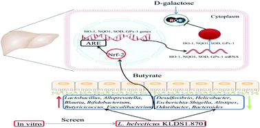 Graphical abstract: Lactobacillus helveticus KLDS1.8701 alleviates d-galactose-induced aging by regulating Nrf-2 and gut microbiota in mice