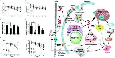 Graphical abstract: Comparative studies of DHA-enriched phosphatidylcholine and recombination of DHA-ethyl ester with egg phosphatidylcholine on ameliorating memory and cognitive deficiency in SAMP8 mice