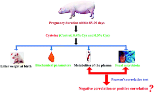 Graphical abstract: The impact of different levels of cysteine on the plasma metabolomics and intestinal microflora of sows from late pregnancy to lactation
