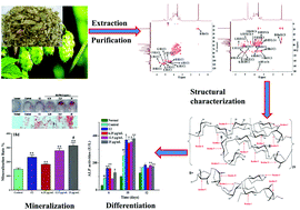 Graphical abstract: Structural identification and osteogenic activity of a novel heteropolysaccharide obtained from female flowers of Humulus lupulus