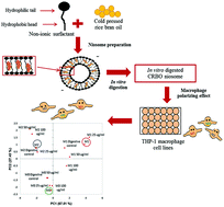 Graphical abstract: Controlled release and macrophage polarizing activity of cold-pressed rice bran oil in a niosome system
