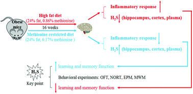 Graphical abstract: Dietary methionine restriction ameliorates the impairment of learning and memory function induced by obesity in mice