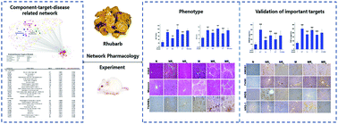Graphical abstract: Network pharmacology oriented study reveals inflammatory state-dependent dietary supplement hepatotoxicity responses in normal and diseased rats