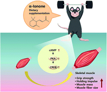 Graphical abstract: α-Ionone attenuates high-fat diet-induced skeletal muscle wasting in mice via activation of cAMP signaling