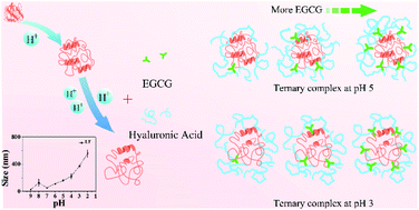 Graphical abstract: Fabrication and characterization of functional protein–polysaccharide–polyphenol complexes assembled from lactoferrin, hyaluronic acid and (−)-epigallocatechin gallate