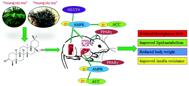 Graphical abstract: Anti-diabetic activity of canophyllol from Cratoxylum cochinchinense (Lour.) Blume in type 2 diabetic mice by activation of AMP-activated kinase and regulation of PPARγ