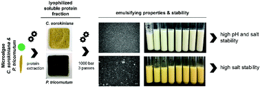 Graphical abstract: Emulsifying properties of water-soluble proteins extracted from the microalgae Chlorella sorokiniana and Phaeodactylum tricornutum
