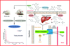 Graphical abstract: Comparative oral and intravenous pharmacokinetics of phlorizin in rats having type 2 diabetes and in normal rats based on phase II metabolism
