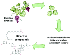 Graphical abstract: Vitis vinifera ‘Pinot noir’ leaves as a source of bioactive nutraceutical compounds