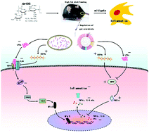 Graphical abstract: Anti-inflammation effects of fucosylated chondroitin sulphate from Acaudina molpadioides by altering gut microbiota in obese mice