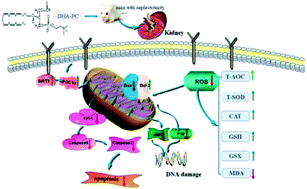 Graphical abstract: DHA-PC protects kidneys against cisplatin-induced toxicity and its underlying mechanisms in mice