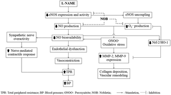 Graphical abstract: Nobiletin alleviates vascular alterations through modulation of Nrf-2/HO-1 and MMP pathways in l-NAME induced hypertensive rats