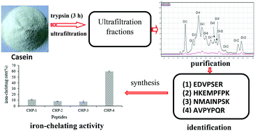 Graphical abstract: Isolation and identification of iron-chelating peptides from casein hydrolysates