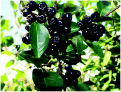 Graphical abstract: A comprehensive review on fruit Aristotelia chilensis (Maqui) for modern health: towards a better understanding