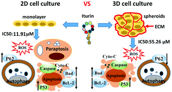 Graphical abstract: Effect of cell culture models on the evaluation of anticancer activity and mechanism analysis of the potential bioactive compound, iturin A, produced by Bacillus subtilis
