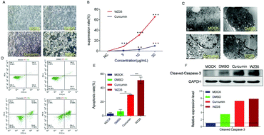 Graphical abstract: A curcumin derivative, WZ35, suppresses hepatocellular cancer cell growth via downregulating YAP-mediated autophagy