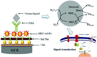 Graphical abstract: Preliminary research on the receptor–ligand recognition mechanism of umami by an hT1R1 biosensor