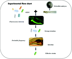 Graphical abstract: Screening of intestinal peristalsis-promoting probiotics based on a zebrafish model