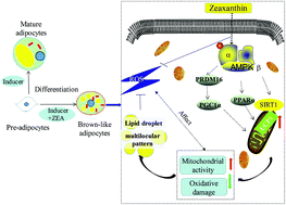 Graphical abstract: Zeaxanthin promotes mitochondrial biogenesis and adipocyte browning via AMPKα1 activation