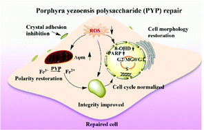 Graphical abstract: Repair activity and crystal adhesion inhibition of polysaccharides with different molecular weights from red algae Porphyra yezoensis against oxalate-induced oxidative damage in renal epithelial cells