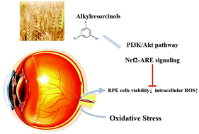 Graphical abstract: Wheat alkylresorcinols protect human retinal pigment epithelial cells against H2O2-induced oxidative damage through Akt-dependent Nrf2/HO-1 signaling