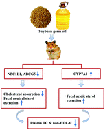 Graphical abstract: Soybean germ oil reduces blood cholesterol by inhibiting cholesterol absorption and enhancing bile acid excretion