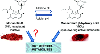 Graphical abstract: Re-examining the role of the gut microbiota in the conversion of the lipid-lowering statin monacolin K (lovastatin) into its active β-hydroxy acid metabolite