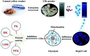 Graphical abstract: Adverse effects of fluorescent carbon dots from canned yellow croaker on cellular respiration and glycolysis