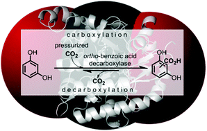 Graphical abstract: Pressurized CO2 as a carboxylating agent for the biocatalytic ortho-carboxylation of resorcinol